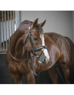 Penelope "Daily" Bridle Black