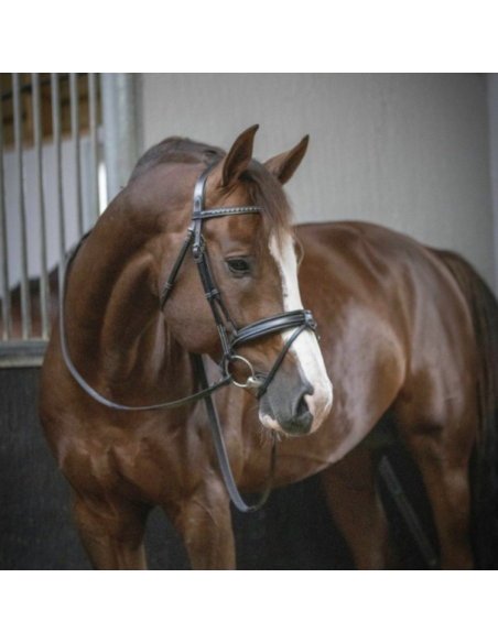 Bridon Penelope "Daily" Noir