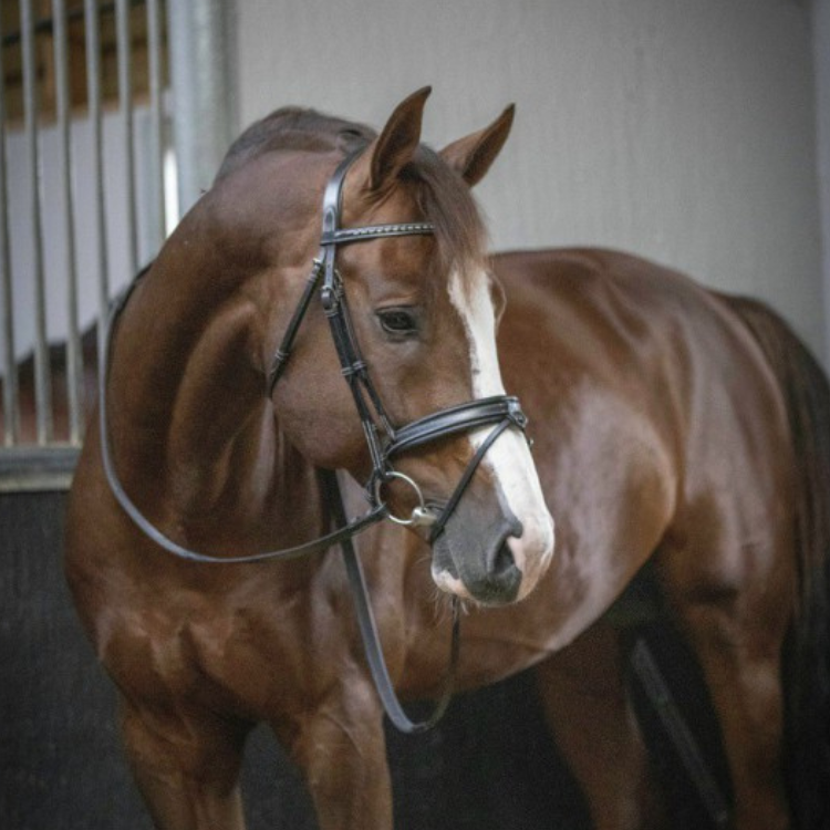 Bridon Penelope "Daily" Noir