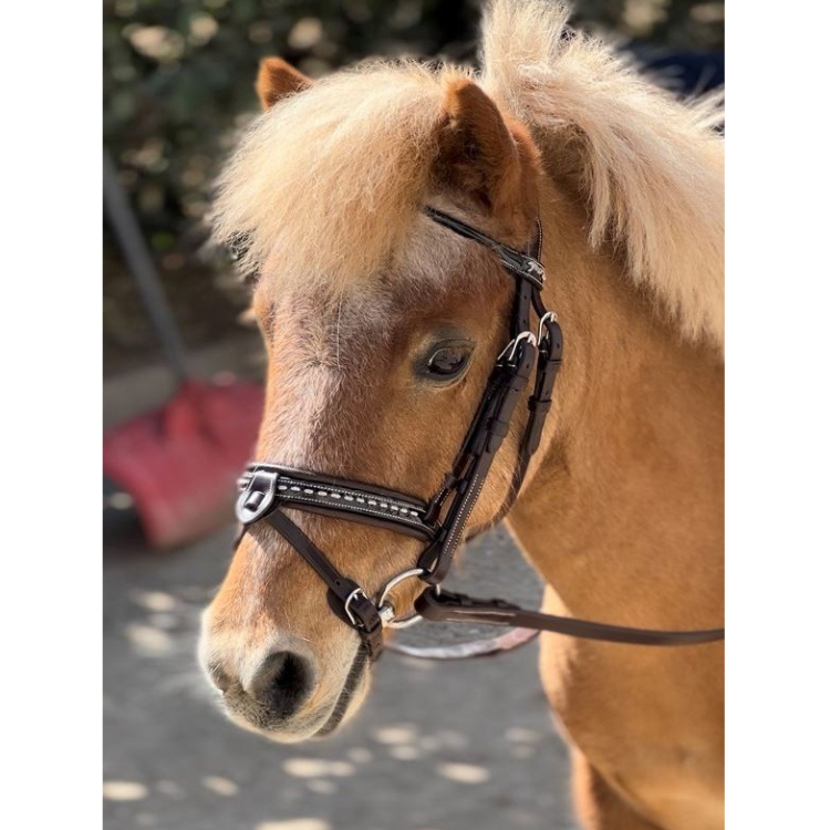 Bridon Penelope Eden Havane