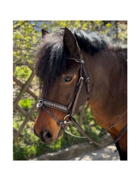 Bridon Penelope Eden Havane