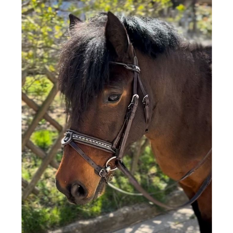 Bridon Penelope Eden Havane