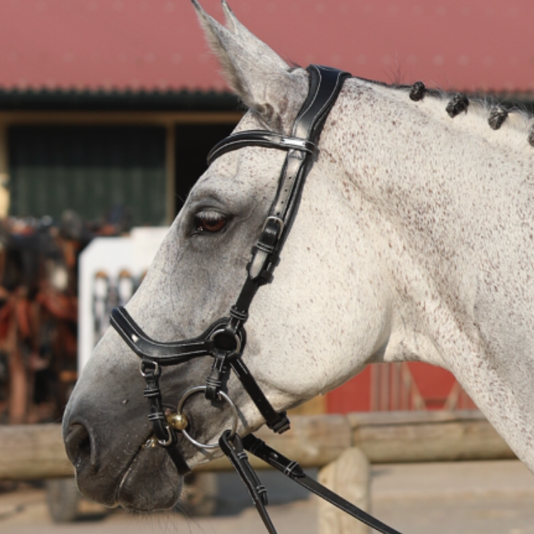 Bridon Jump'In New York Noir