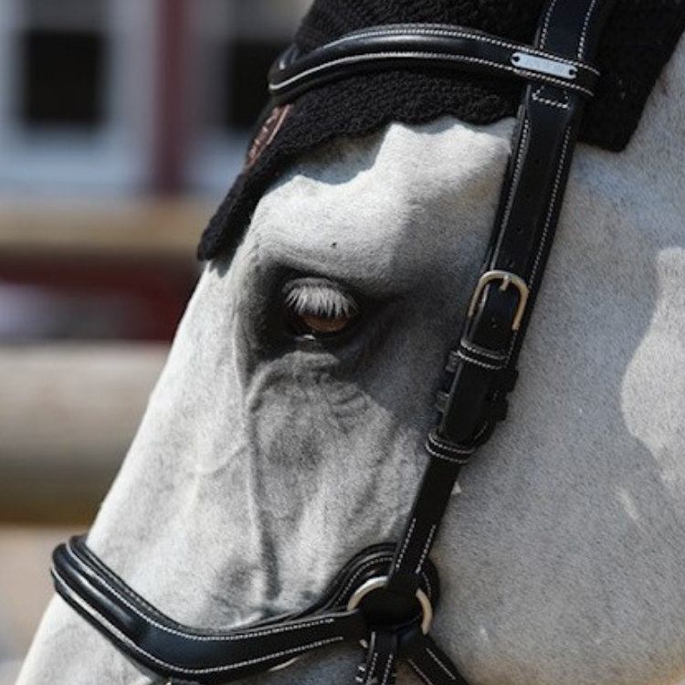 Bridon Jump'In New York Noir