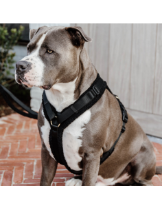 Harnais Kentucky Pour Chien Active Teddy Fleece NOIR 2