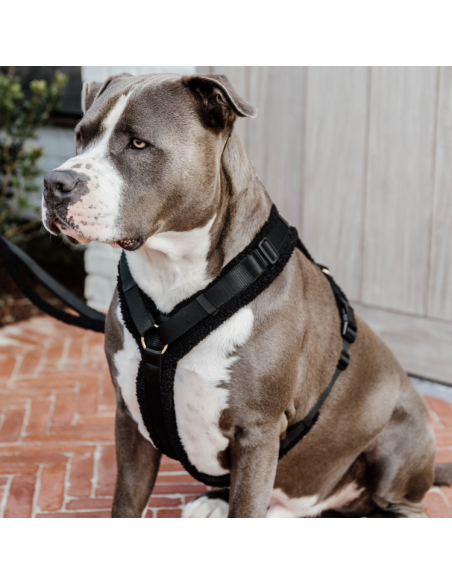 Harnais Kentucky Pour Chien Active Teddy Fleece NOIR