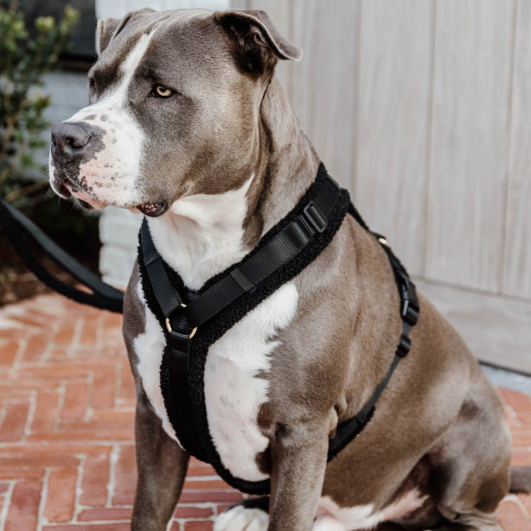 Harnais Kentucky Pour Chien Active Teddy Fleece NOIR