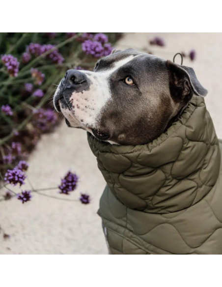 Manteau D'Hiver Kentucky Pour Chien Pina VERT FORET
