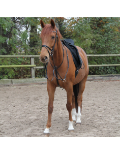 Martingale Waldhausen Star 2