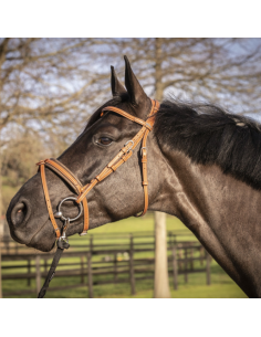 Bridon Penelope "Elégance" Havane 2