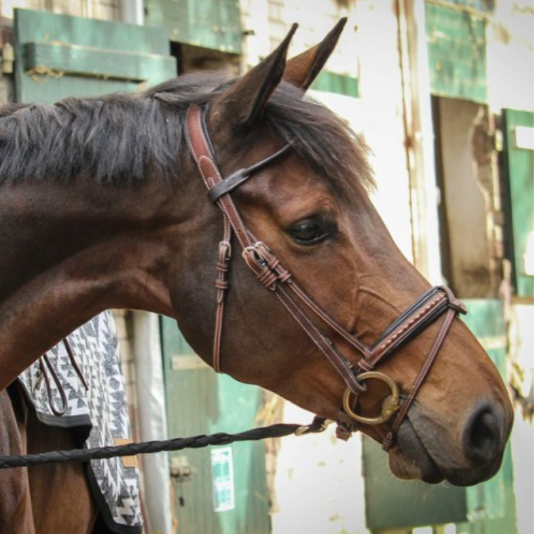 Bridon Penelope "Luxe" Havane