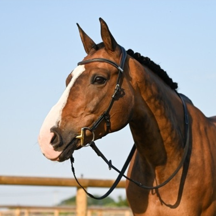 Bridon Jump'In One Liberty Noir