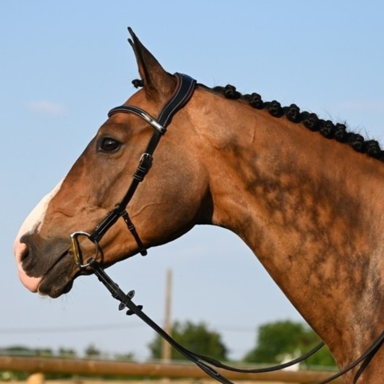 Bridon Jump'In One Liberty Noir