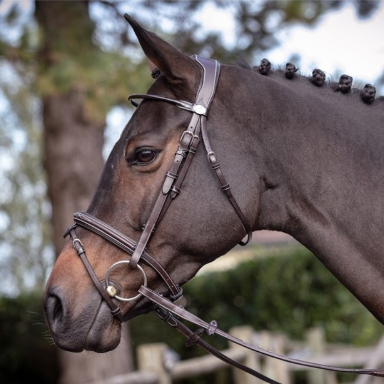 Bridon Jump'In Week Wednesday Havane