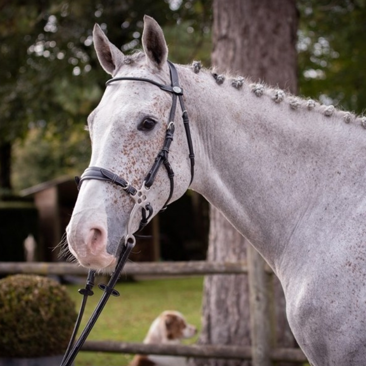 Bridon Jump'In Week Hackamore Noir