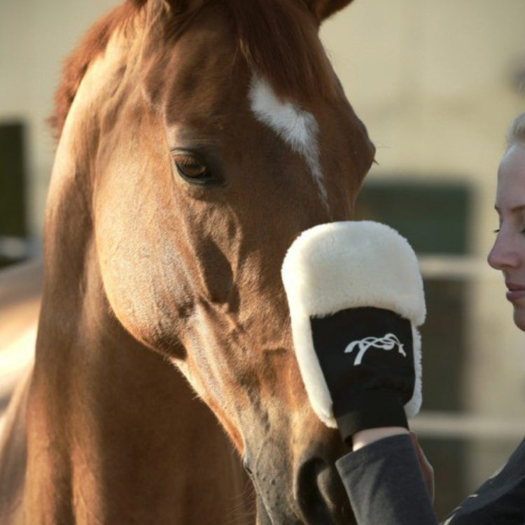 Gant de pansage 2025 cheval