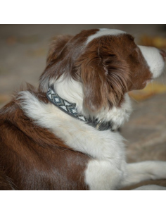 Collier Pour Chien Penelope "Pearl" Havane/Rose 2