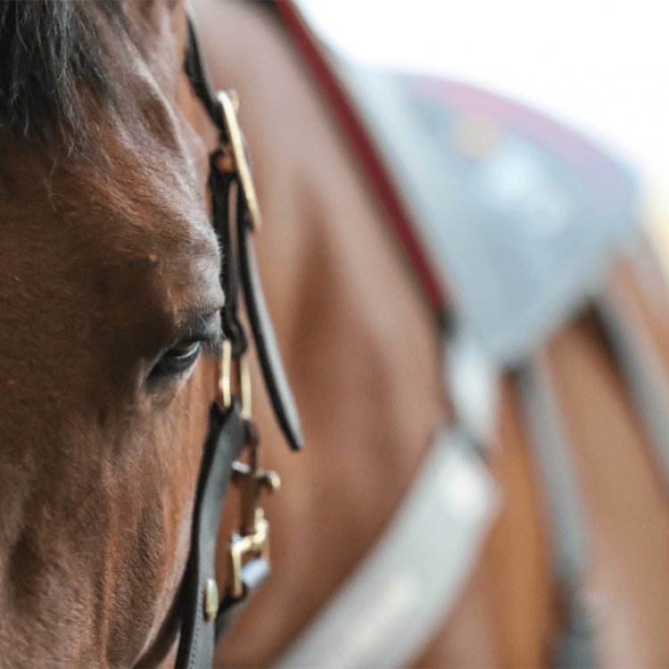 Gants de massage en caoutchouc intense pour chevaux