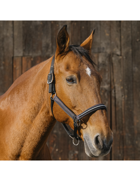 Licol Equithème Nylon Domino Violet