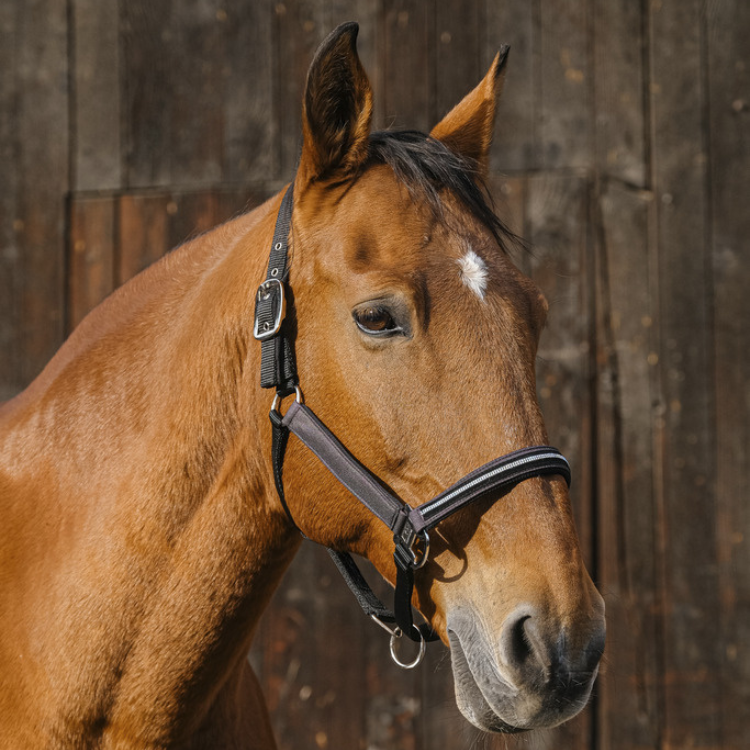 Licol Equithème Nylon Domino Violet