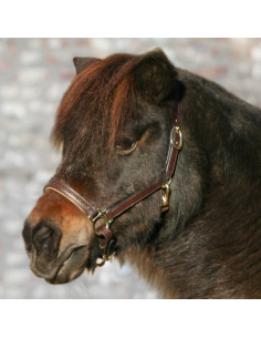 Licol Waldhausen Star En Cuir Diamond 2