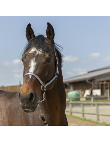 Norton Soft Nylon Halter Navy