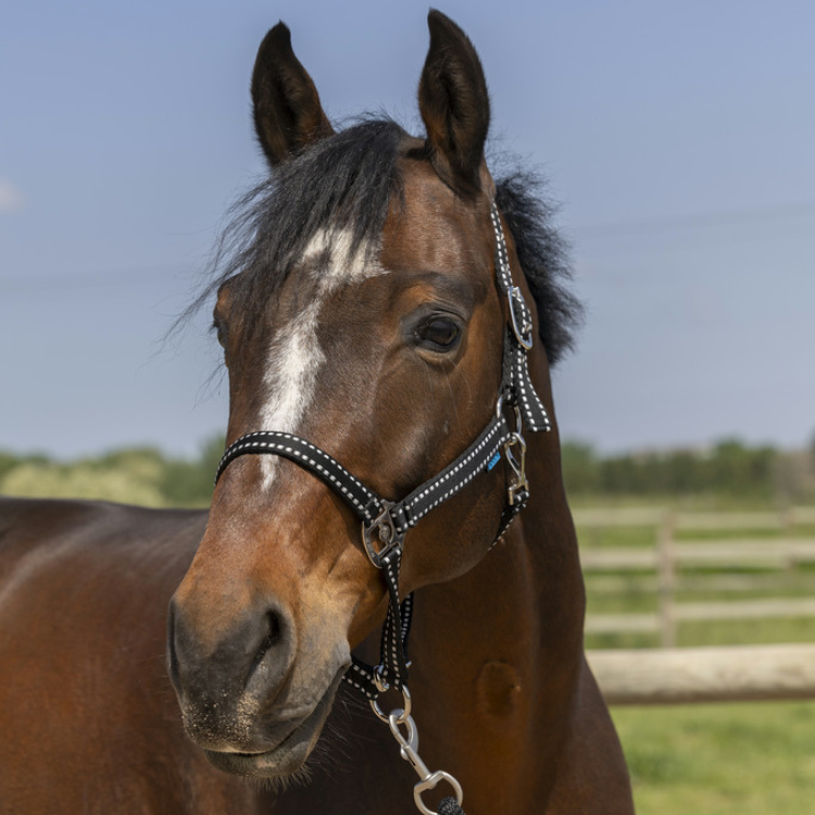 Licol Norton Grooming Noir