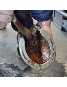 067 Soles and Frog Care 2