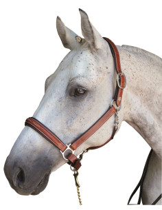 Licol Lexington Denver