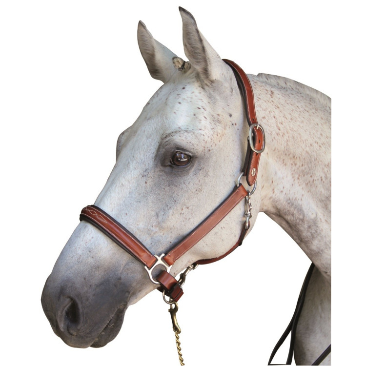 Licol Lexington Denver