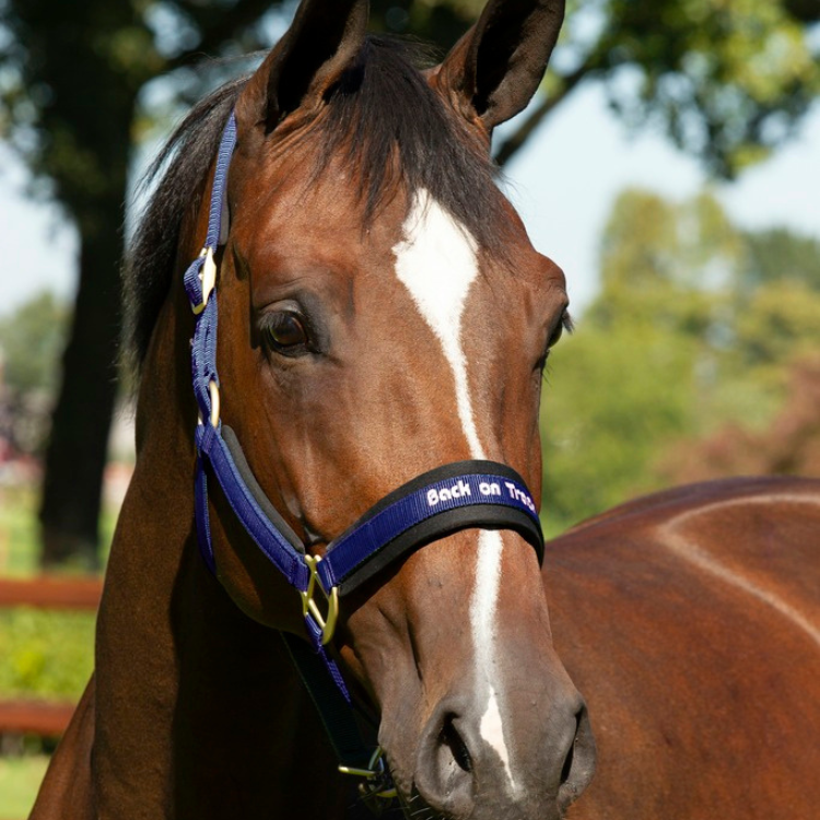 Licol Back On Track "Werano" Marine