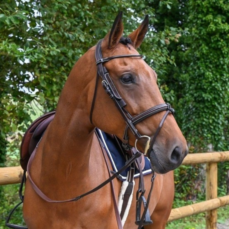 Oeillères Jump'In Week Amovibles HAVANE