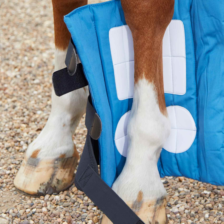 A QUOI SERT LE MASSAGE EQUIN ? | Cheval Partenaire