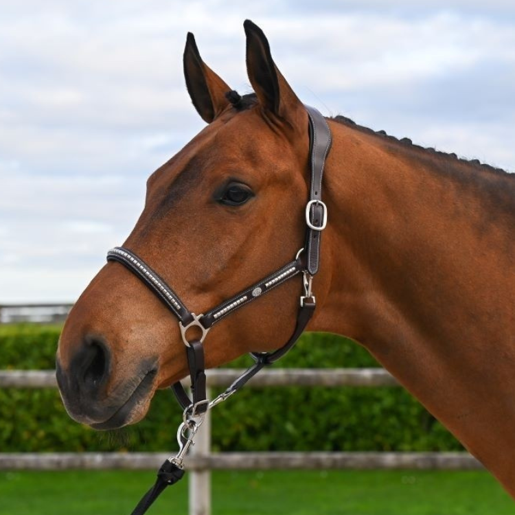 Licol Jump'In One Premium Clincher Noir