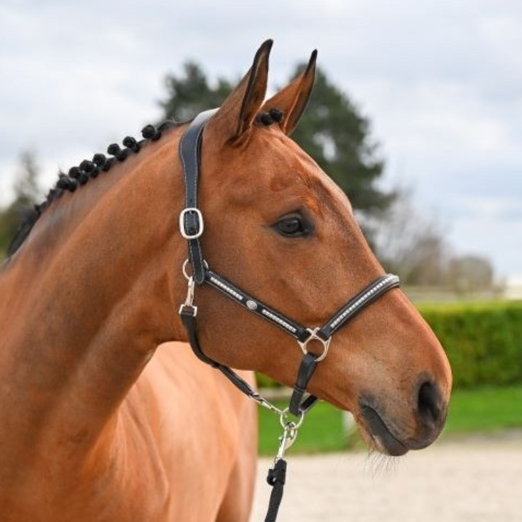 Licol Jump'In One Premium Clincher Noir