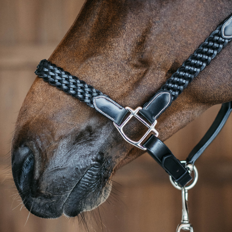 Licol Canter Cuir Doublé Renforcé Nylon Pour Cheval Chevaux