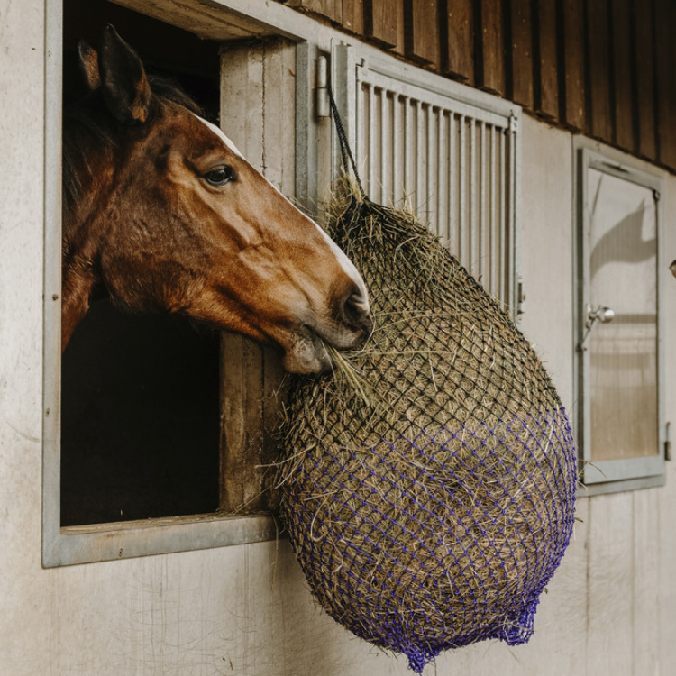 Filet À Foin Hippotonic Fin Noir/violet