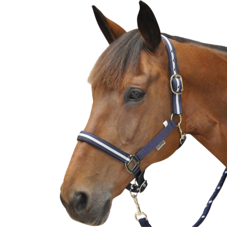 Set Licol + Longe Canter Lurex Marine/Argent