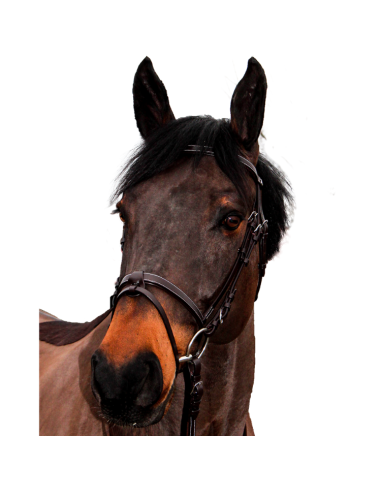 Canter Club Bridle Brown