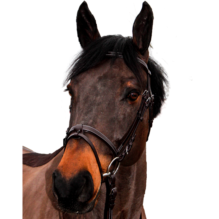 Bridon Canter Club Marron