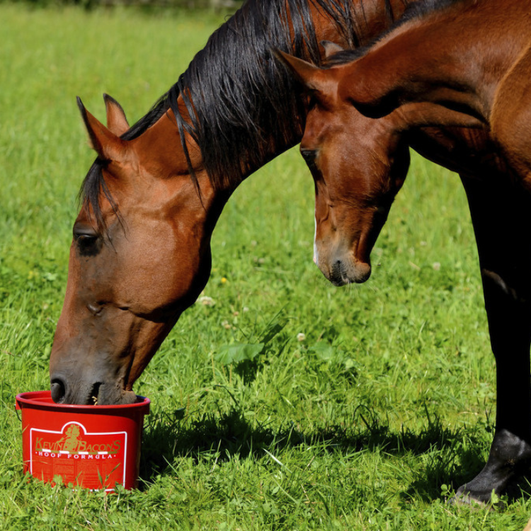 Complément Kevin Bacon's Hoof Formula 5kg