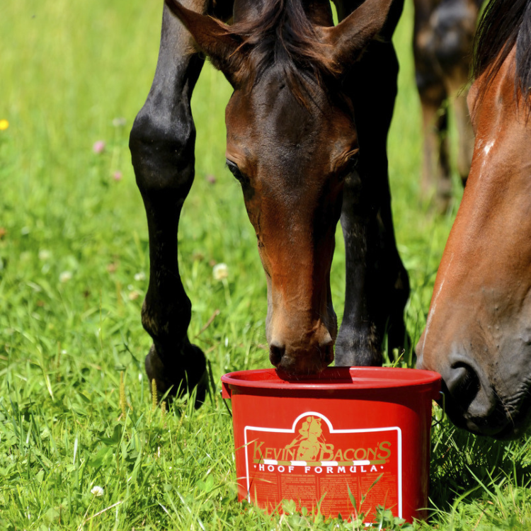 Complément Kevin Bacon's Hoof Formula 5kg
