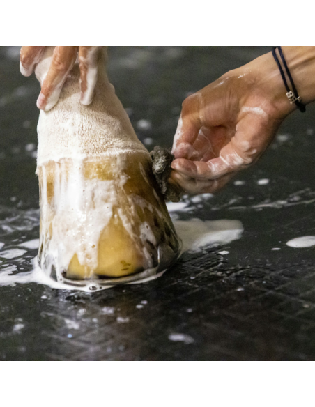 Shampoing Kevin Bacon's Lucy Diamonds