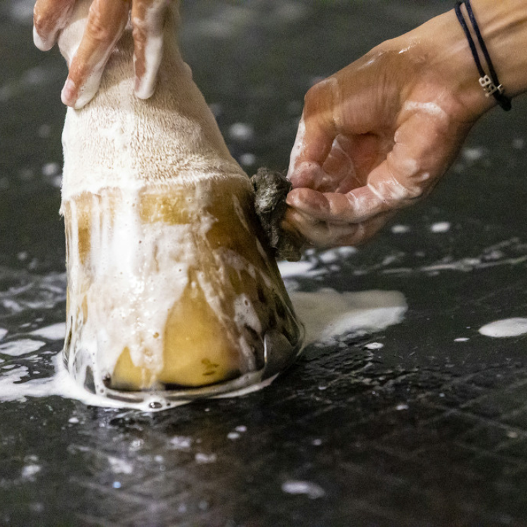 Shampoing Kevin Bacon's Lucy Diamonds