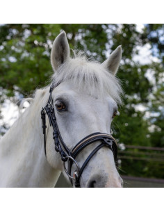 Canter Mylord Bridle 2