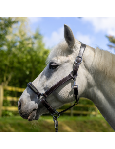 Licol Canter Mylord marron/vert