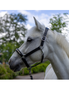 Licol Canter Mylord marron/vert 2