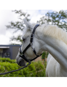 Canter Mylord Halter 2