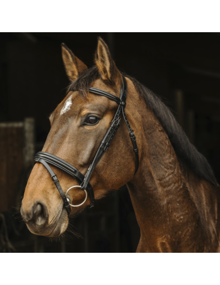 Norton Pro Apophyse Bridle Black