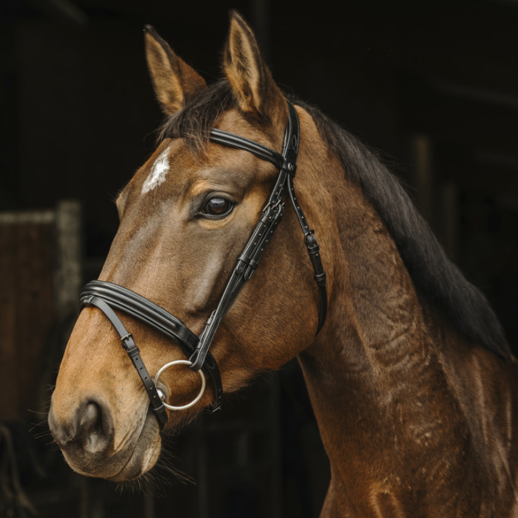 Norton Pro Apophyse Bridle Black